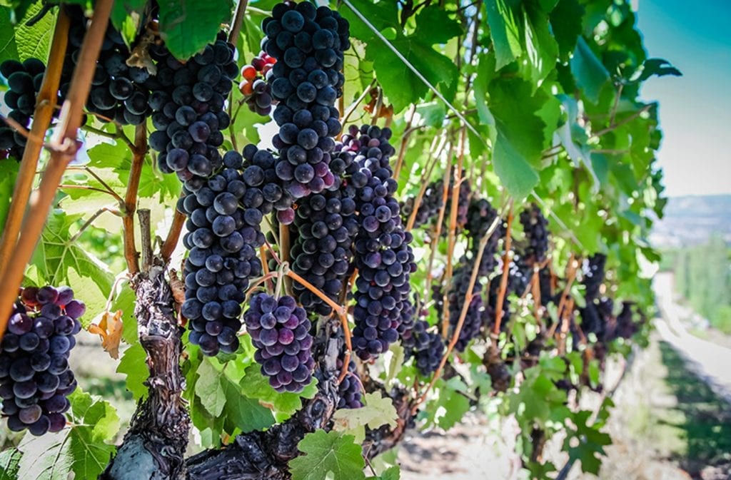 Vineyard Grapes